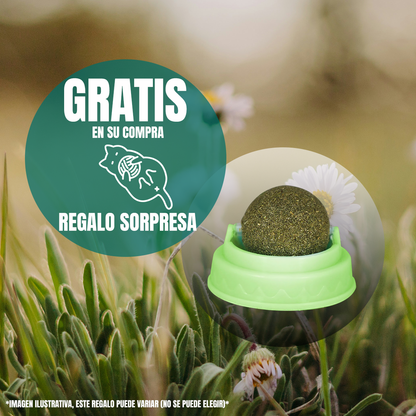 Pro Plan Croquetas Para Gato Kitten 3kg (Hasta 12m) + Regalo